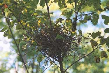 Rose-breasted Grosbeak Nest