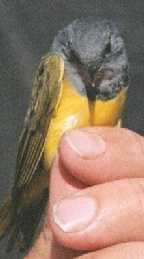 Mourning Warbler (Male)